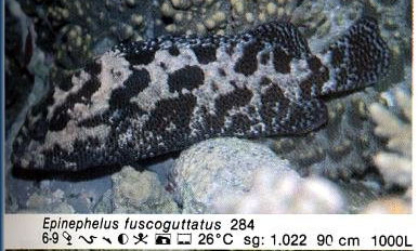 Epinephelus fuscoguttatus
